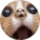 kimcatmeow