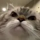 CHEPOCAT