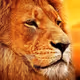 kingplus99