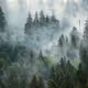 NFTinitcom_Forest-838