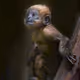 Miracle_Monke
