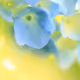 LLISA333