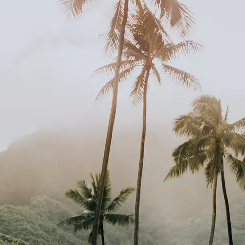 OpenSea banner for @kauai