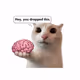 Mr-meme-man