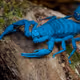 BlueScorpion