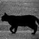 Chat-noirNFT