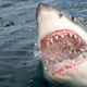 MrShark