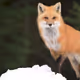 GoGoFox