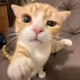 lovelyCat77