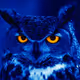 Night_Owl