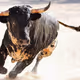 bull0707