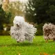 wetdoggy