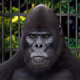 harambe_lives