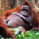 Greatest-Ape