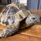 nifty_turtle_76