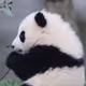 XLii