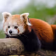 LesserPanda
