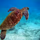 Turtlemom4