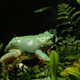 Frogpapa_2