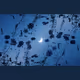 ANEMONENE