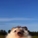 kbalu