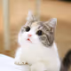 chuyu9292