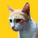 yellowdoodle