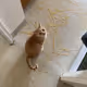 YogesTheKitty