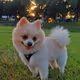 MallowsThePomeranian