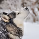 Ewolf_