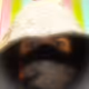 mafiacollect