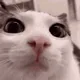 MrNekoChan