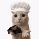 whycatsvault