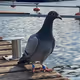 Bob_the_pigeon