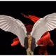 JaiChai