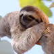 Sloth_K