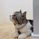 KittipolK