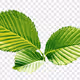 Healingtree