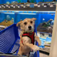 FAMOUS_NFT_DOG
