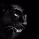 JaguarD