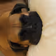 dpalm17