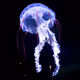 Jellyfshy
