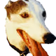 dogracer