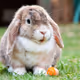 Miss_rabbitt