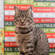 hollyjollykitty