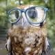CuriousOwl