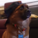 KINobi1