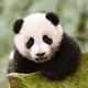 PandaRacing