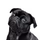 W_YY