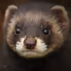 ImmutableWeazl